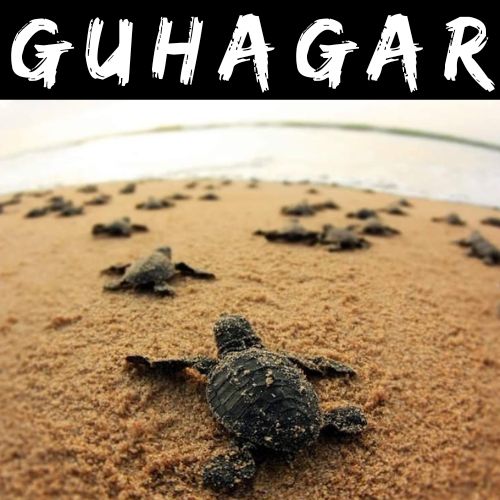 Guhagar Turtle Festival from Mumbai by Mischief Treks, copyright www.michieftreks.com