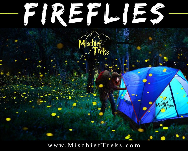 Latest photo of Fireflies Festival in 2025 with maximum number of fireflies visible