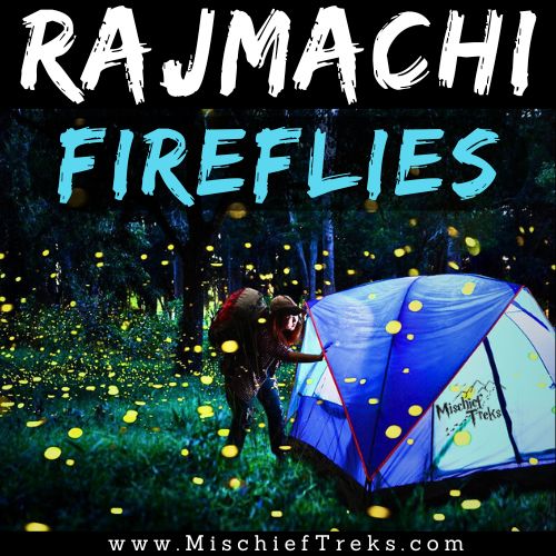 Rajmachi Fireflies Festival trek and camping latest photo 2025 by Mischief Treks. Copyright- Mischief treks Source -  www.mischieftreks.com