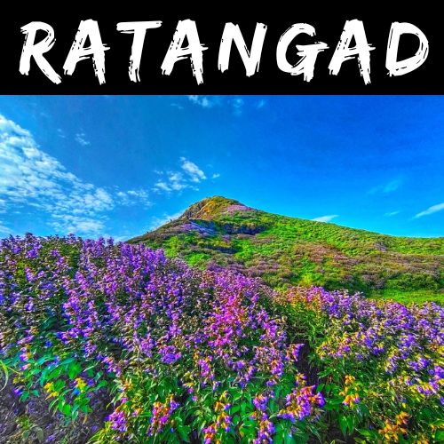 Latest image of Ratangad Fort Trek during flower blooming season at Ratangad trek path. Copyright www.mischieftreks.com