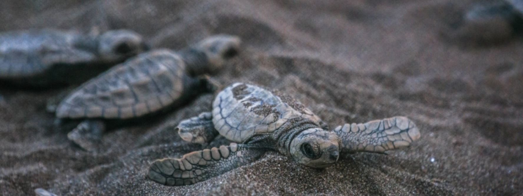 Velas Turtle Festival