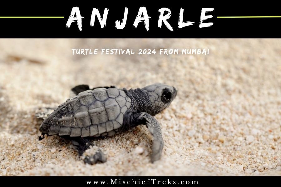 Anjarle Turtle Festival 2025 Group Tour AC Bus